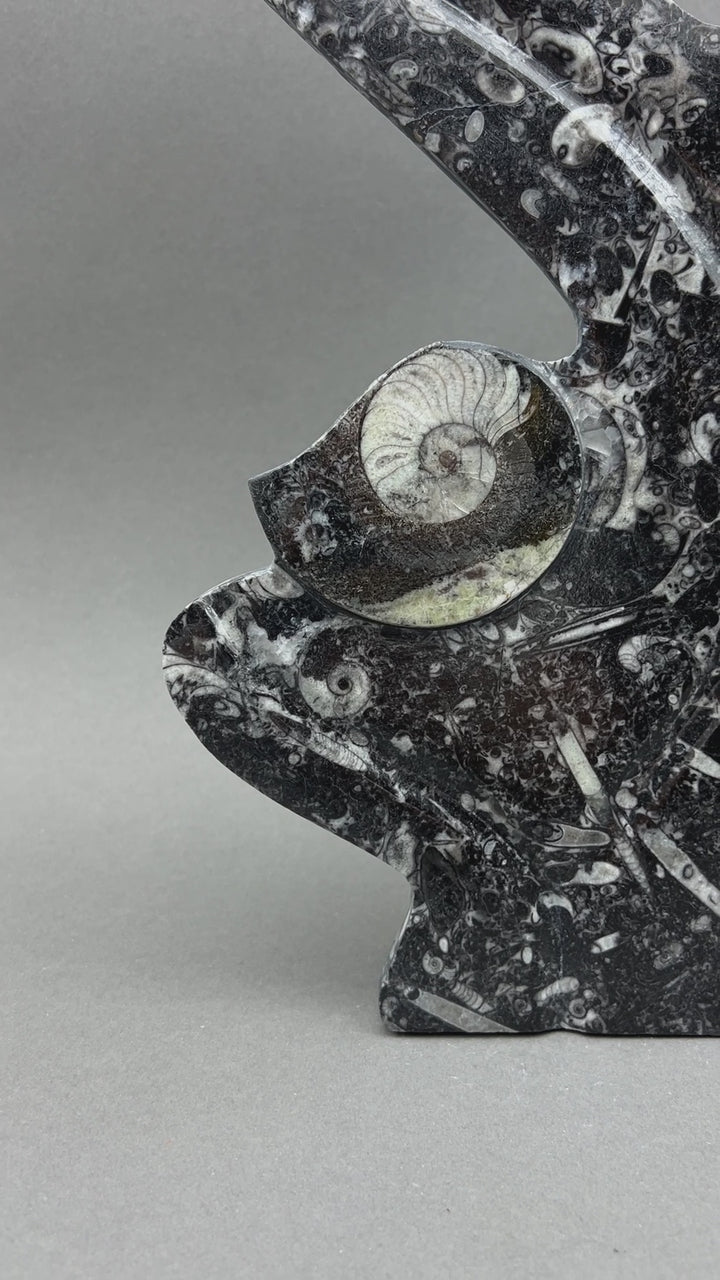 Orthoceras Fossil Standing Display Sculpture (1 Piece) Size 11 to 13 Inches Crystal Gemstone Home Decor