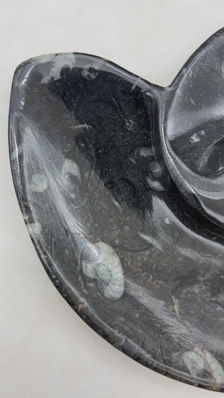 Orthoceras Fossil Dish