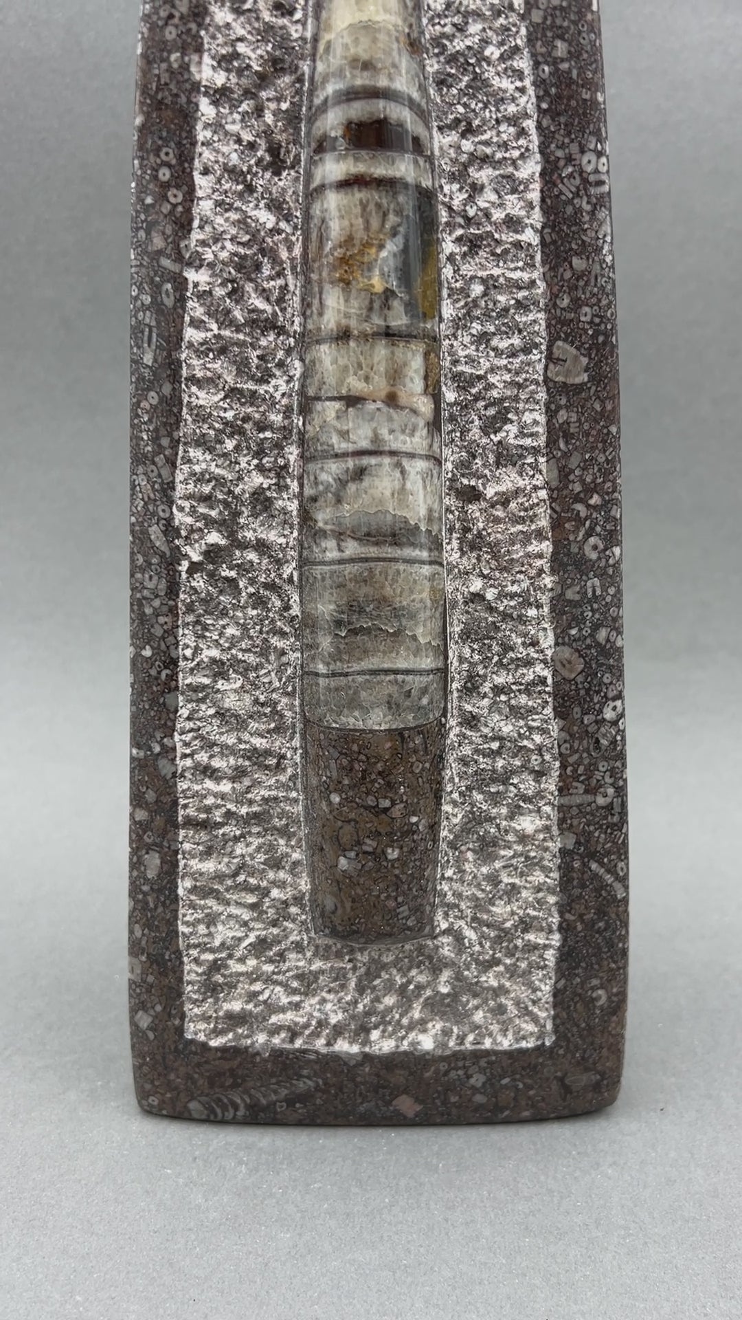 Tall Orthoceras Fossil Standing Display Sculpture (1 Piece) Size 11 to 13 Inches Crystal Gemstone Home Decor