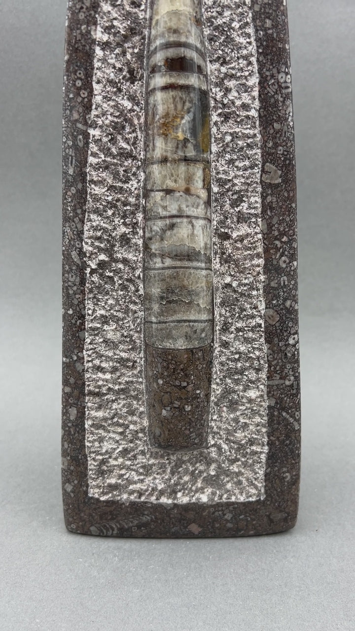 Tall Orthoceras Fossil Standing Display Sculpture (1 Piece) Size 11 to 13 Inches Crystal Gemstone Home Decor