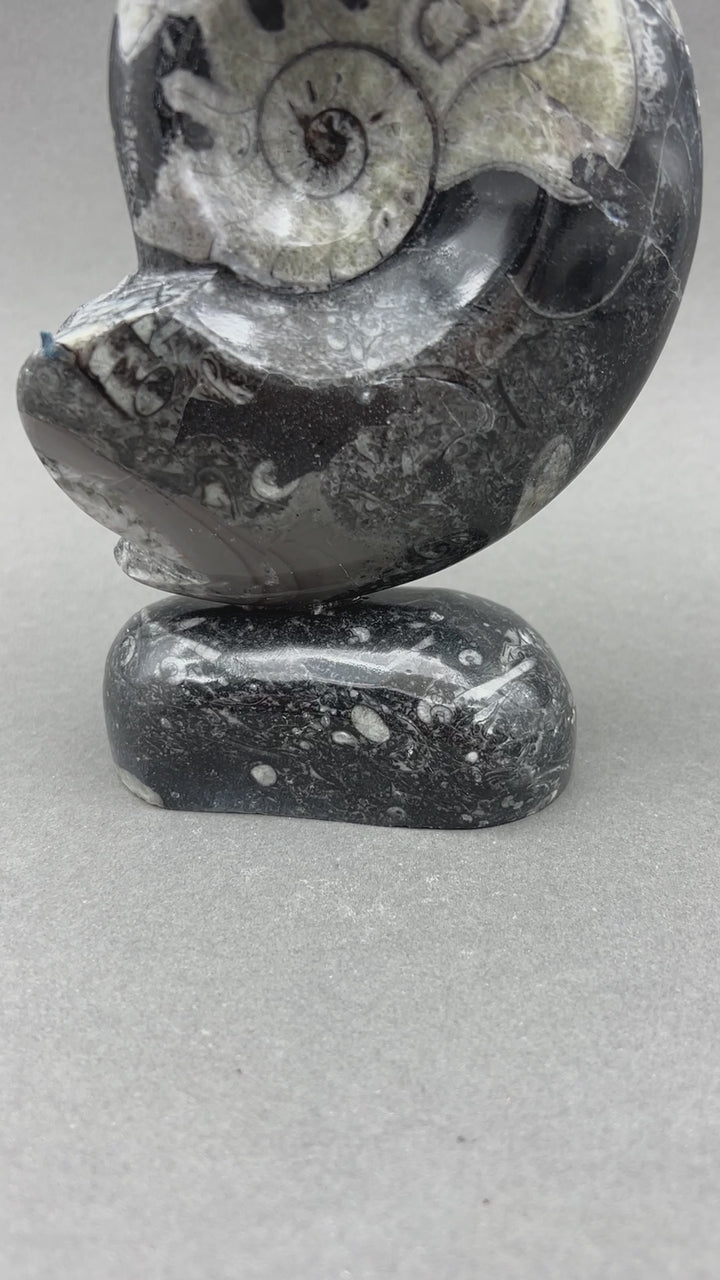 Orthoceras Fossil Shell Shape Standing Display Sculpture (1 Piece) Size 5 to 6 Inches Crystal Gemstone Home Decor