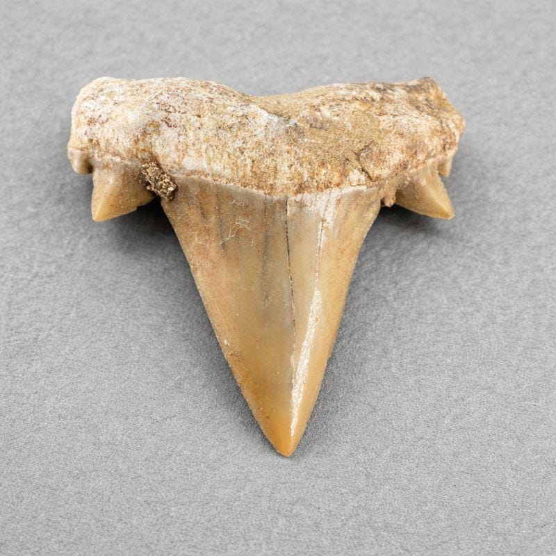 Real Shark Teeth Fossil (10 Pieces) Jewelry Making Supplies, MoroccoCrystal River Gems