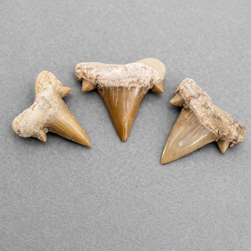Real Shark Teeth Fossil (10 Pieces) Jewelry Making Supplies, MoroccoCrystal River Gems