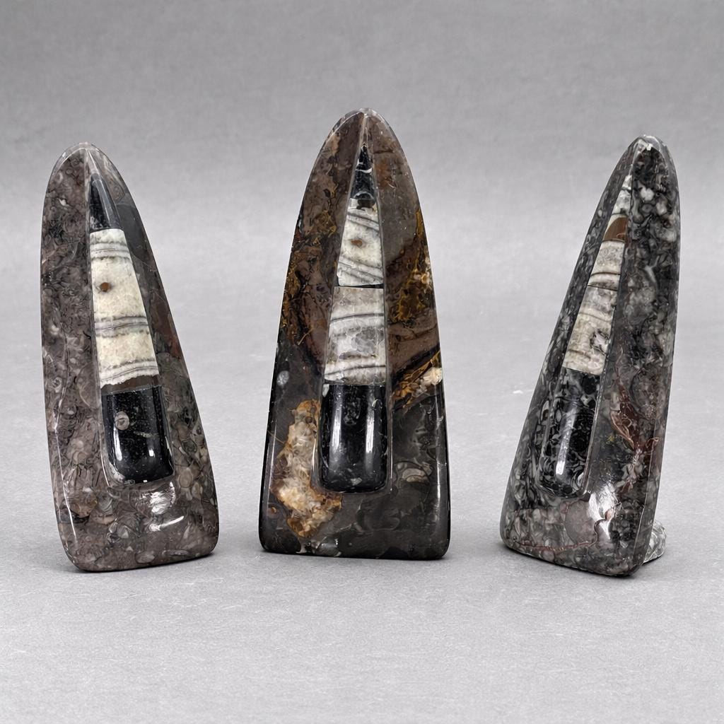 Single Brown Orthoceras Fossil (1 Piece) Crystal Gemstone Home DecorCrystal River Gems