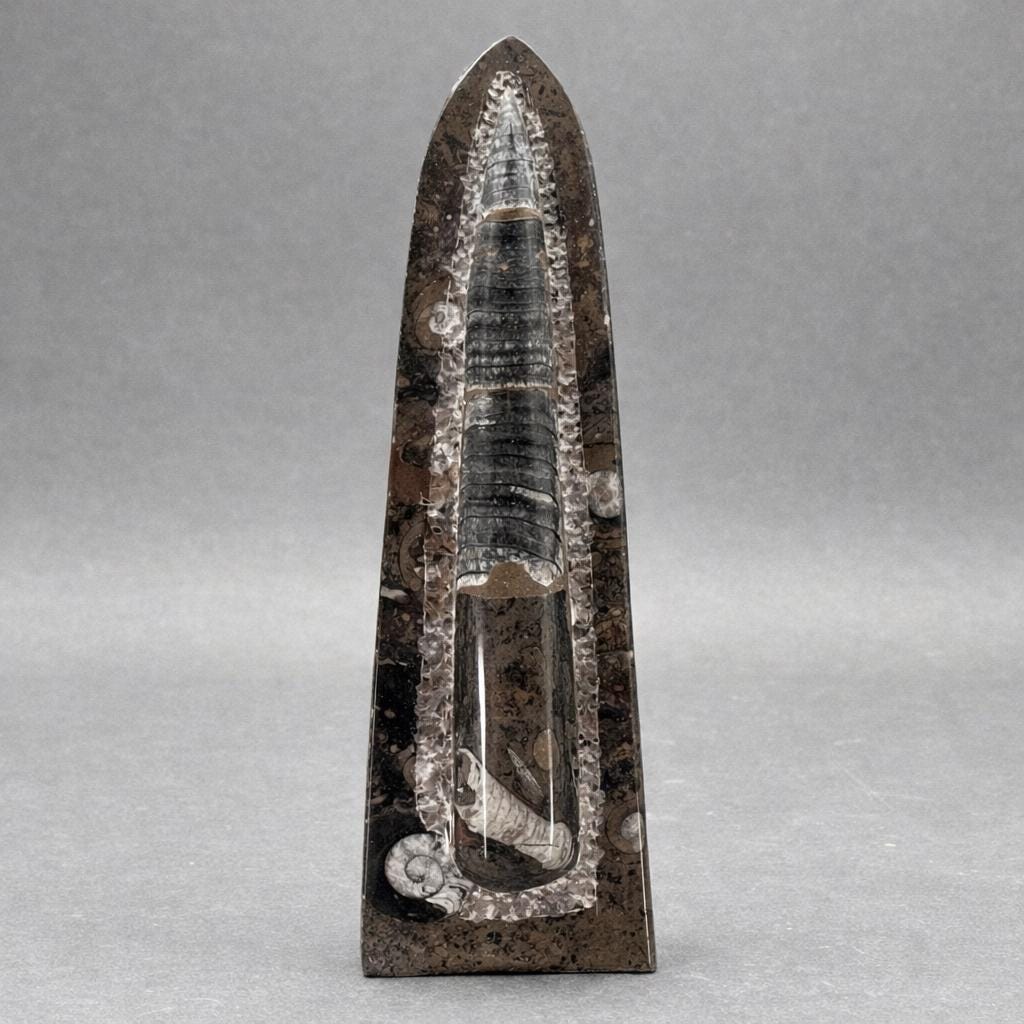 Single Orthoceras Fossil (1 Piece) (12 Inches)Crystal River Gems