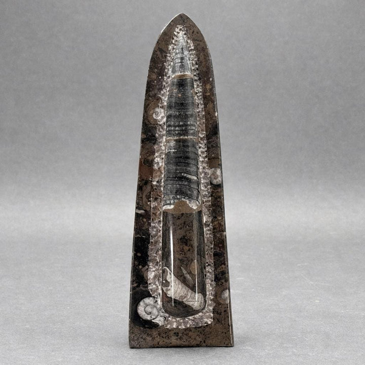 Single Orthoceras Fossil (1 Piece) (12 Inches)Crystal River Gems