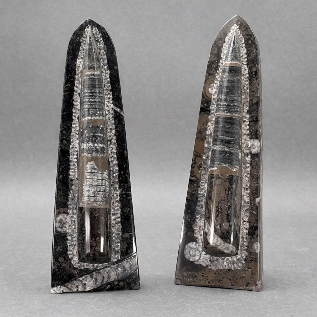 Single Orthoceras Fossil (1 Piece) (12 Inches)Crystal River Gems