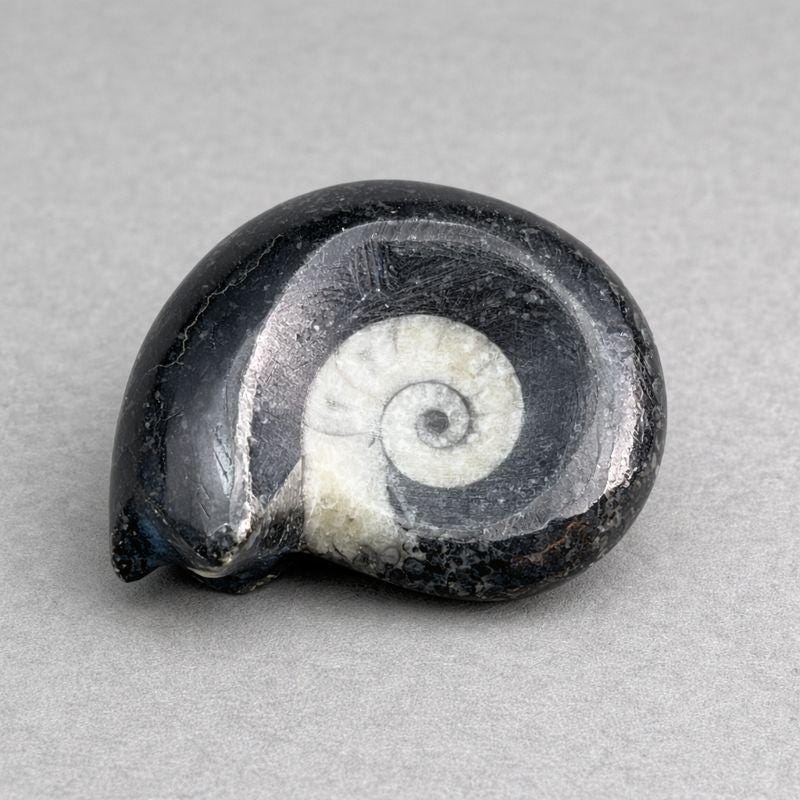Small Black Ammonite Fossil Polished Specimen ( 1 Piece ) 1 to 2 Inches Fossil DecorCrystal River Gems