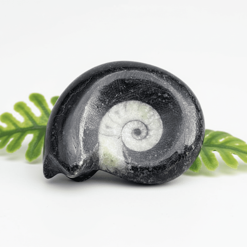 Small Black Ammonite Fossil Polished Specimen ( 1 Piece ) 1 to 2 Inches Fossil DecorCrystal River Gems