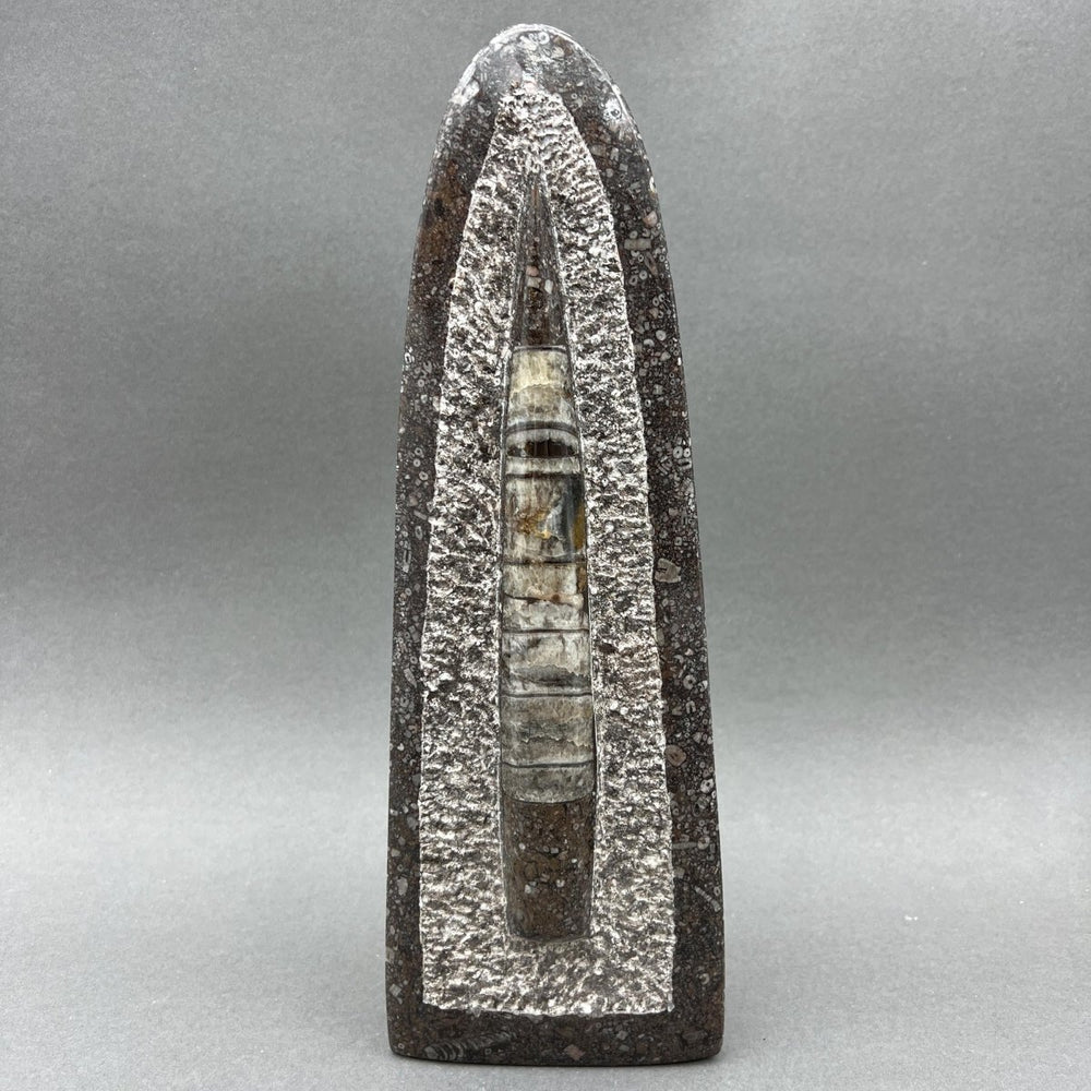 Tall Orthoceras Fossil Standing Display Sculpture (1 Piece) Size 11 to 13 Inches Crystal Gemstone Home DecorCrystal River Gems