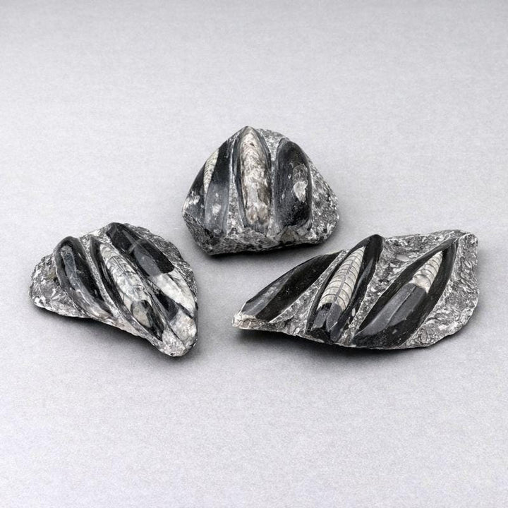 Triple Orthoceras Fossil Plate Slab (1 Piece) Crystal Gemstone Home DecorCrystal River Gems