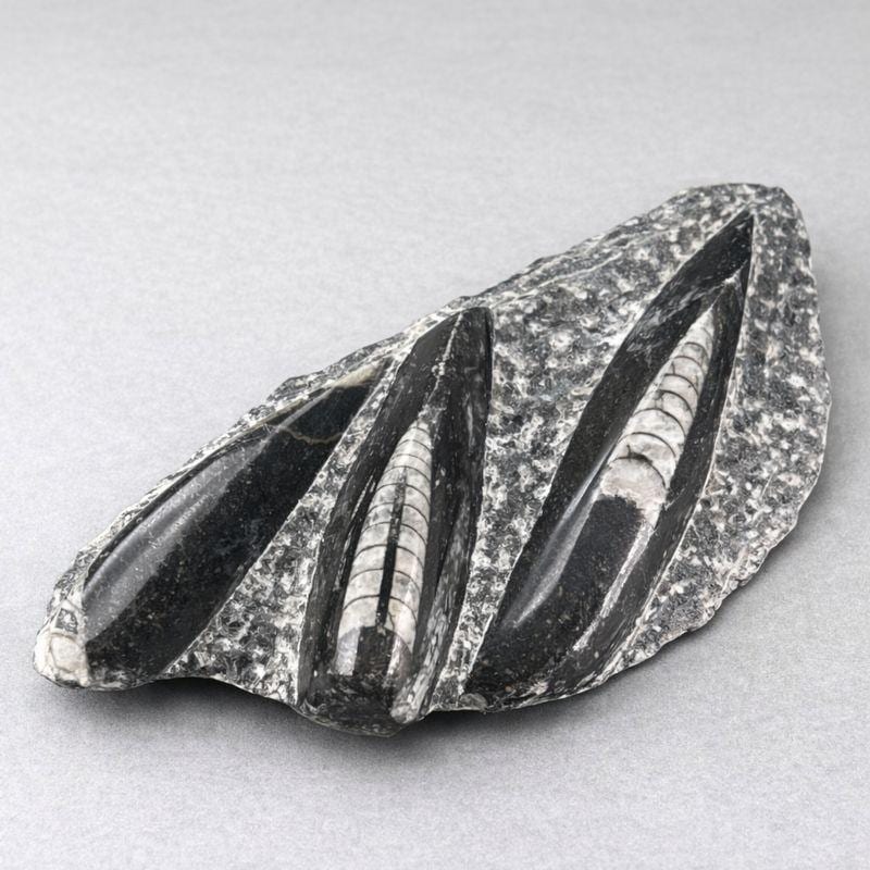 Triple Orthoceras Fossil Plate Slab (1 Piece) Crystal Gemstone Home DecorCrystal River Gems