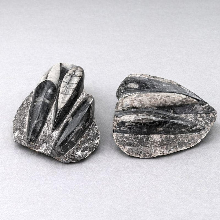 Triple Orthoceras Fossil Plate Slab (1 Piece) Crystal Gemstone Home DecorCrystal River Gems