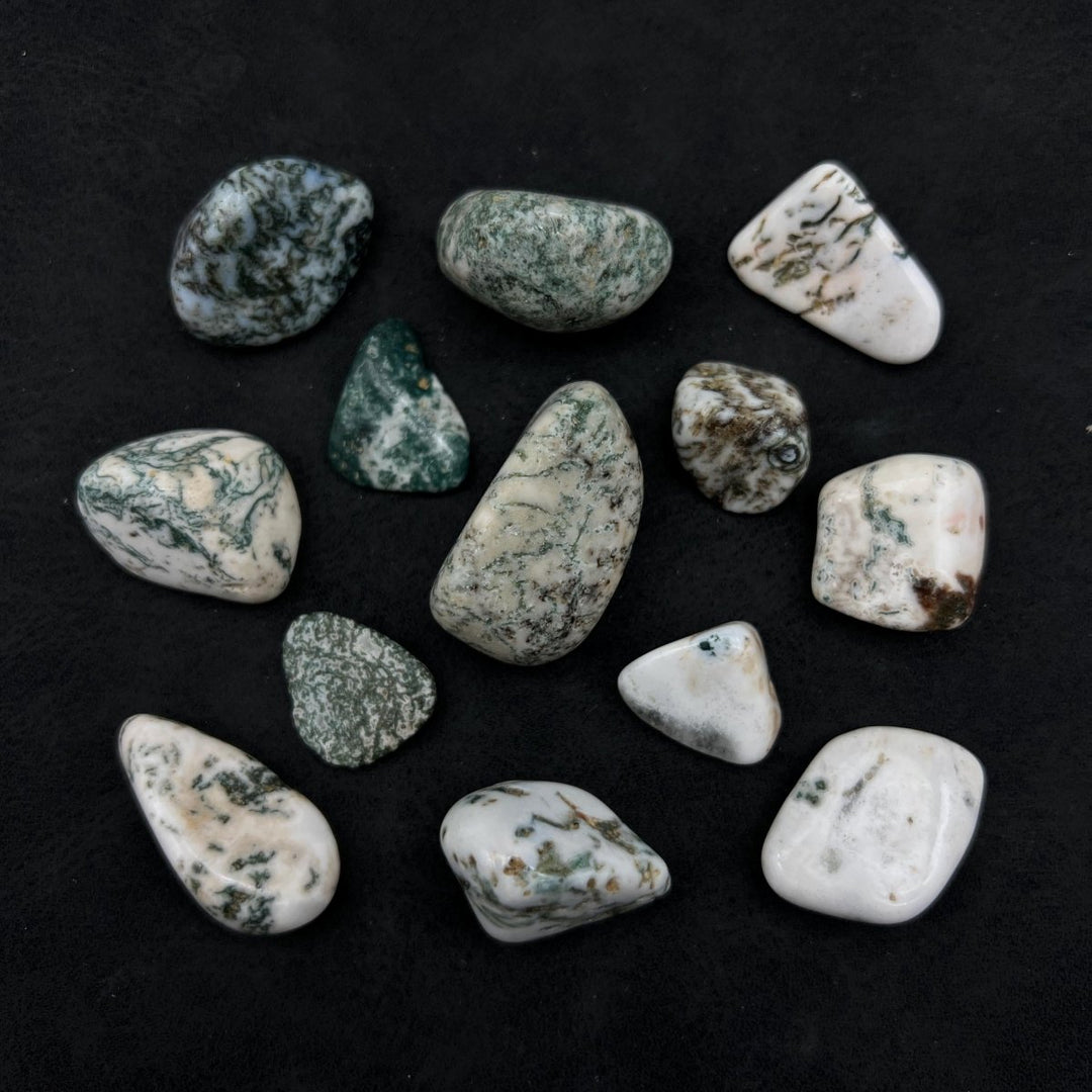 Timbled Tree Tumbled Tree Agate Stones 1 lb Bulk | Crystal River Gems