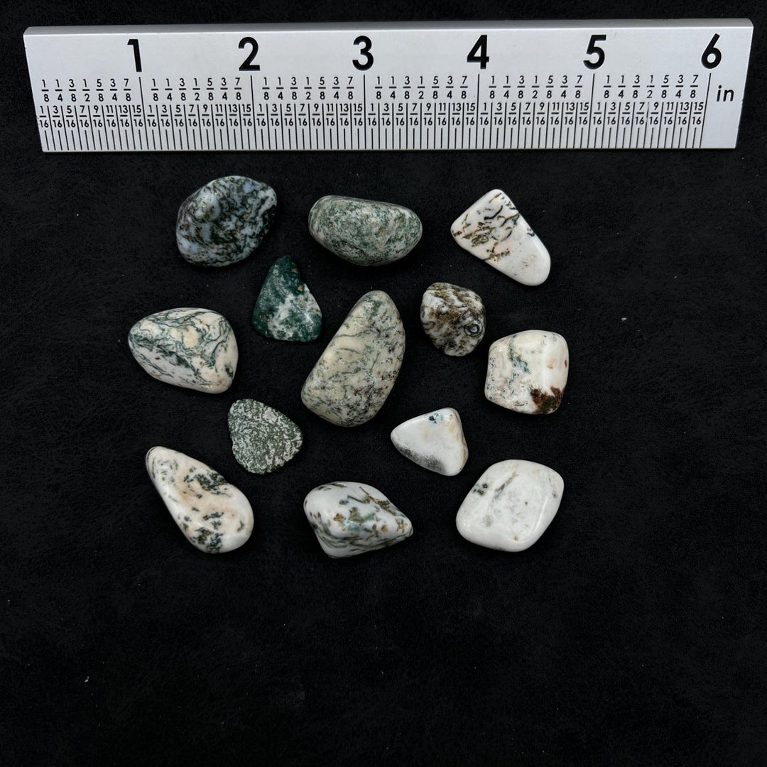 Tumbled Tree Agate (1 Pound)Crystal River Gems