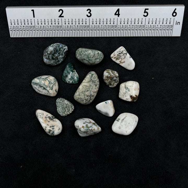 Tumbled Tree Agate (1 Pound)Crystal River Gems