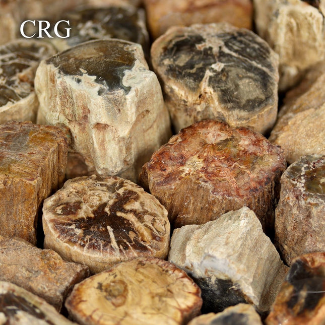 1 KILO LOT - Petrified Wood Chunks / 1"-3" avg. - Crystal River Gems