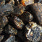 1 PIECE - Black Amber Rough 1"-3" - Crystal River Gems