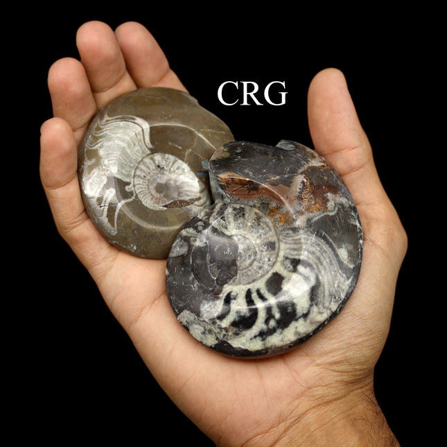 12 Piece Flat - Polished Ammonite Fossils - Crystal River Gems