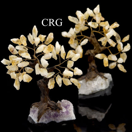 Citrine Tree With Rough Chips On Druzy Base #3 (5.5" - 6.5") - Crystal River Gems