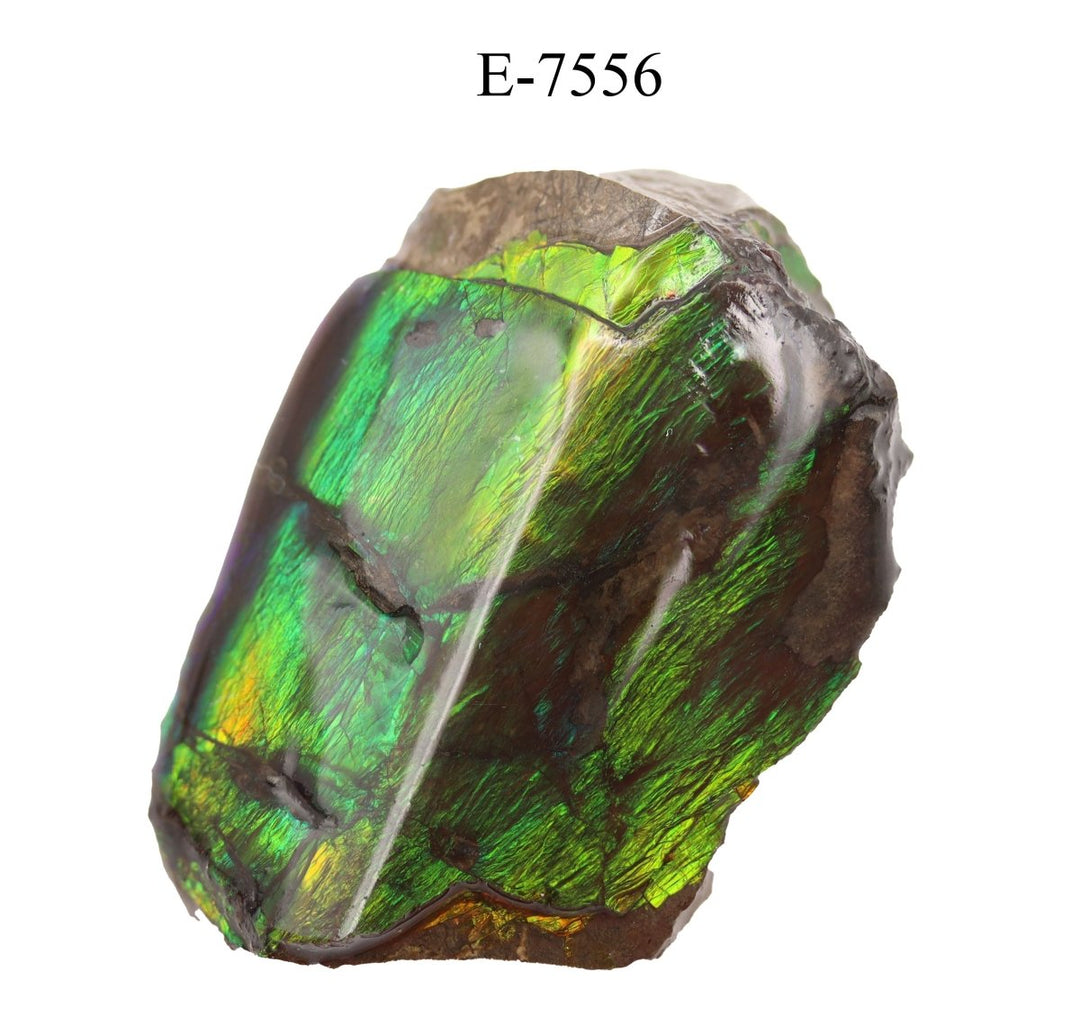 E - 7556 Polished Fire Ammolite - 13.8 gCrystal River Gems