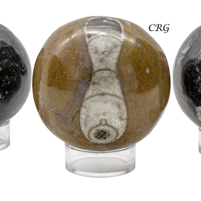 Ammonite Fossil Sphere (1 Piece) Size 40 to 60 mm Polished Crystal Ball - Crystal River Gems