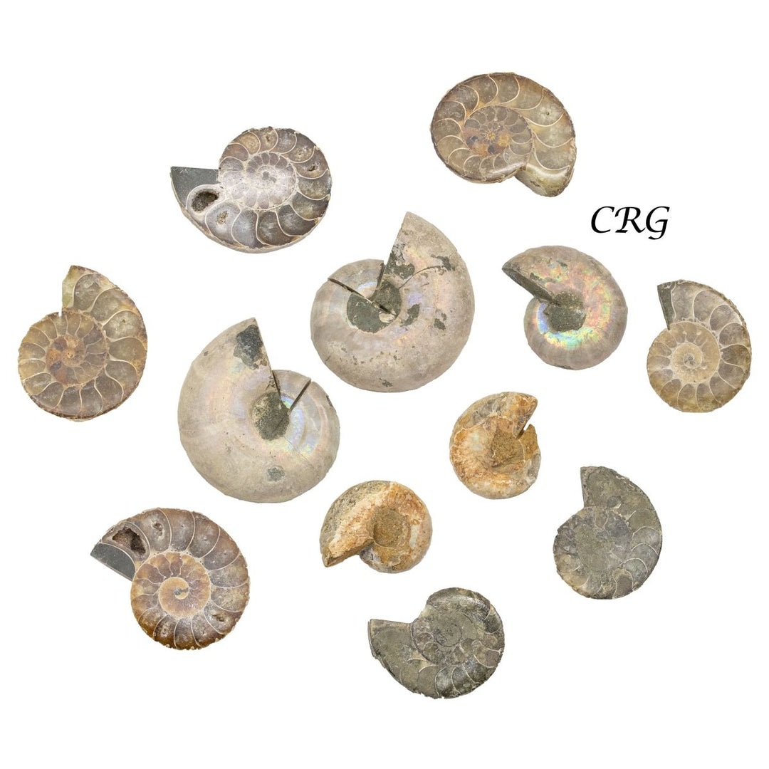 Ammonite Small Matching Fossil Pairs (1 Pound) Size 1 to 2 Inches Bulk Wholesale Lot Crystals