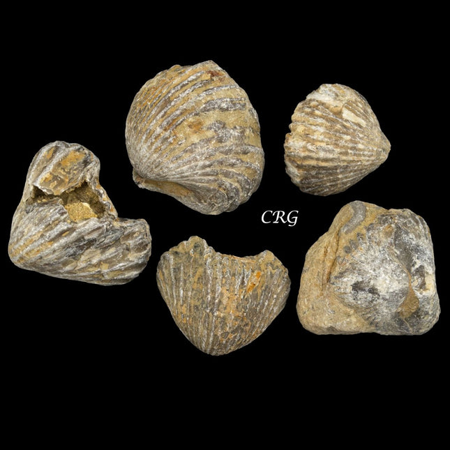 Brachiopod Fossils (1 Kilogram) Size 1.5 Inch Fossilized Animals