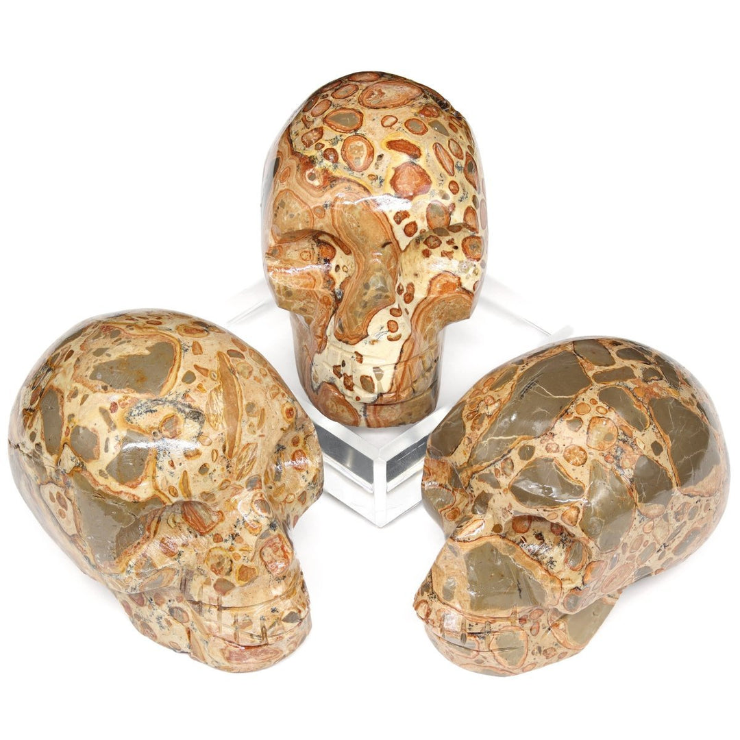Leopardite Polished Skull (1 Piece) Size 45 to 55 mm Crystal Skull Carving
