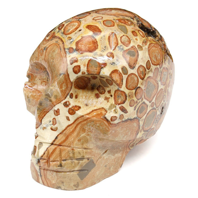 Leopardite Polished Skull (1 Piece) Size 45 to 55 mm Crystal Skull Carving - Crystal River Gems