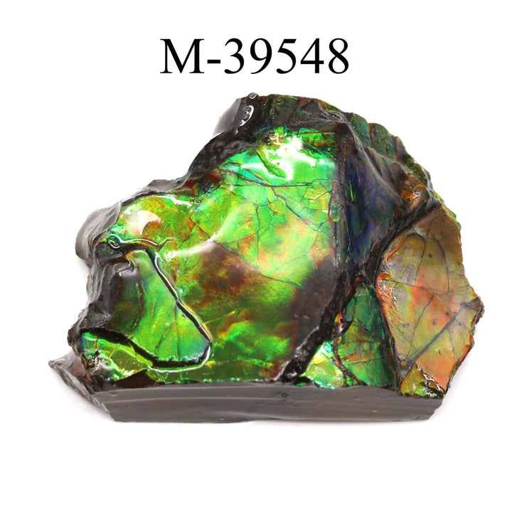 M - 39548 Polished Fire Ammolite From CanadaCrystal River Gems