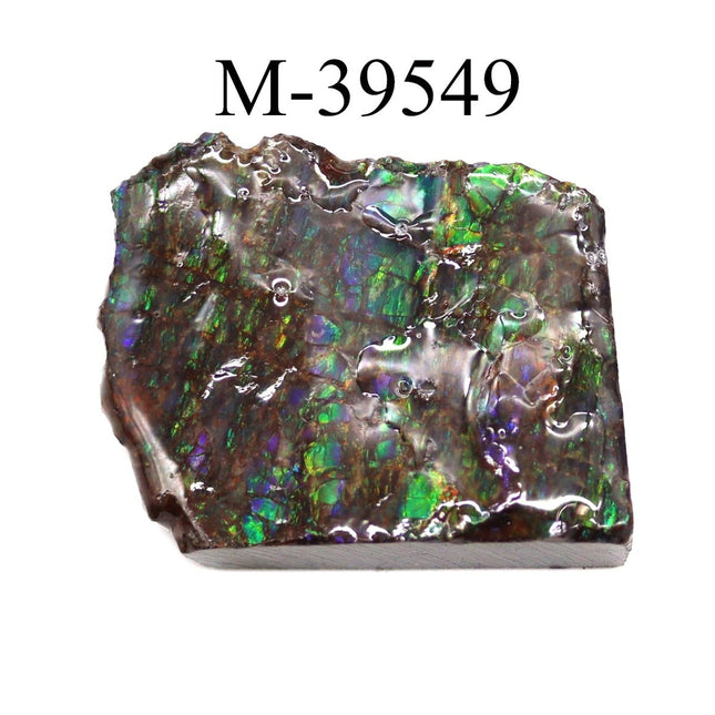 M-39549 Polished Fire Ammolite From Canada - Crystal River Gems
