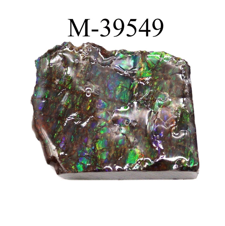 M - 39549 Polished Fire Ammolite From CanadaCrystal River Gems
