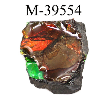 M-39554 Polished Fire Ammolite From Canada - Crystal River Gems