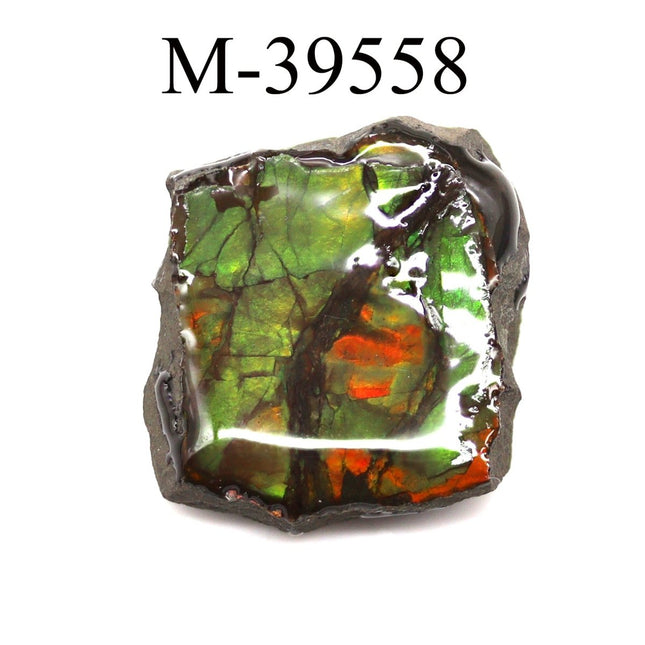 M-39558 Polished Fire Ammolite From Canada - Crystal River Gems