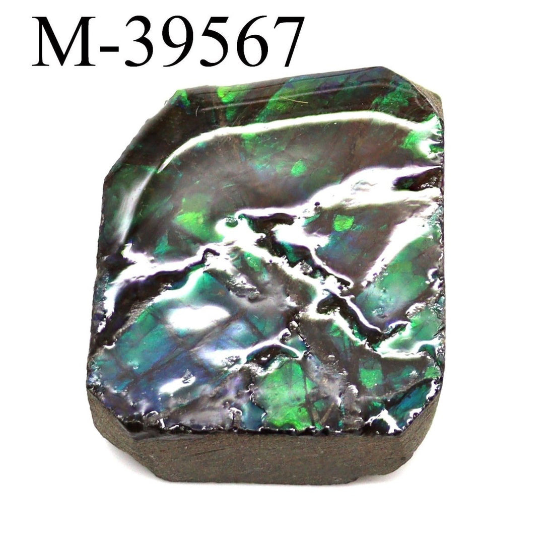 M-39567 Polished Fire Ammolite From Canada
