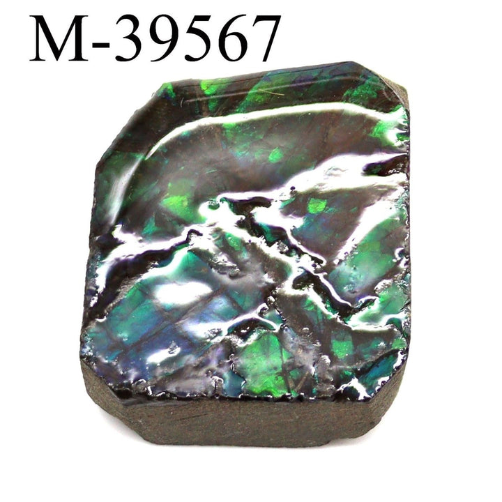 M - 39567 Polished Fire Ammolite From CanadaCrystal River Gems