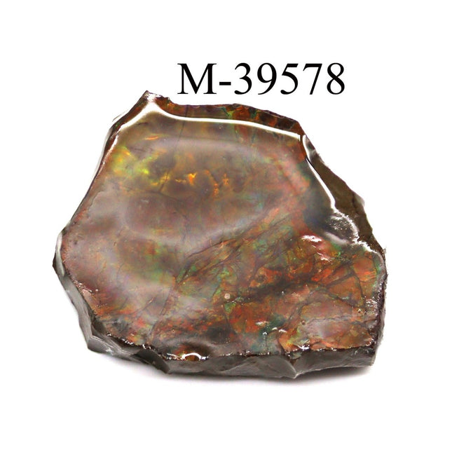 M-39578 Polished Fire Ammolite From Canada - Crystal River Gems