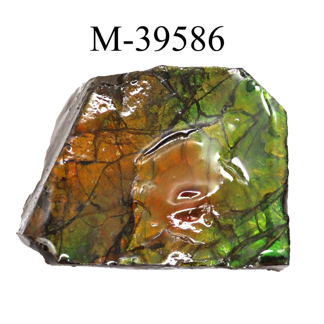 M-39586 Polished Fire Ammolite From Canada