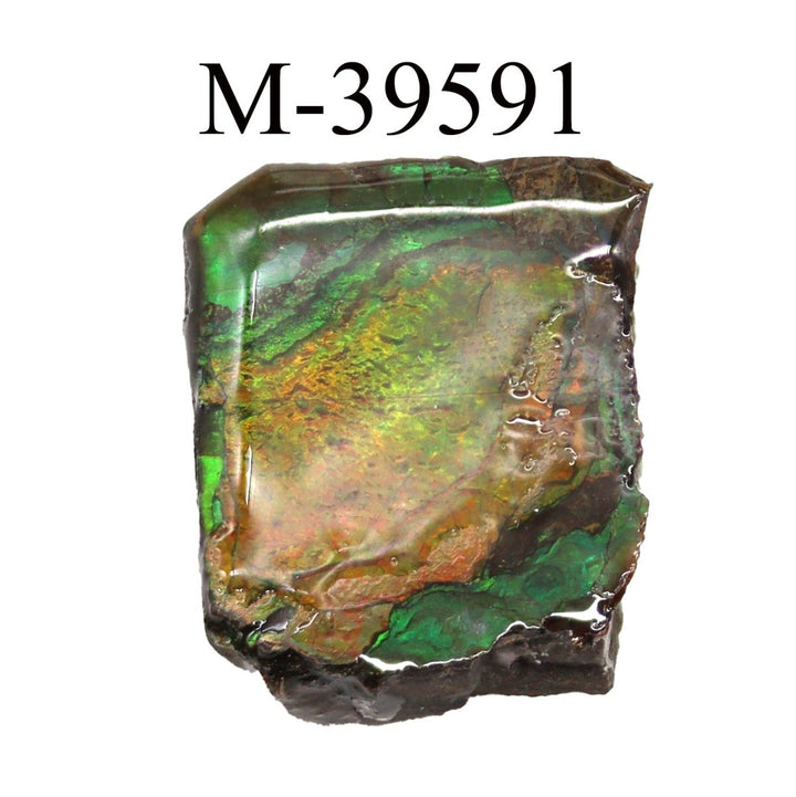 M - 39591 Polished Fire Ammolite From CanadaCrystal River Gems