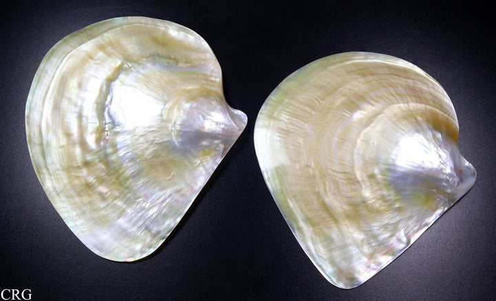 Mother of Pearl Shell Dish (1 Piece) Size 5.5 to 6 Inches Polished Nacre ShellCrystal River Gems