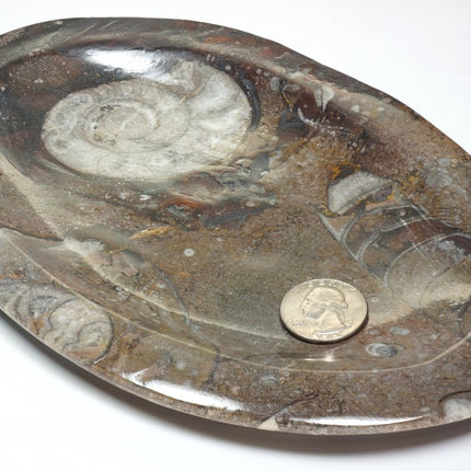 QTY 1 - Ammonite Fossil Plate / 22 cm x 14 cm avg. - Crystal River Gems