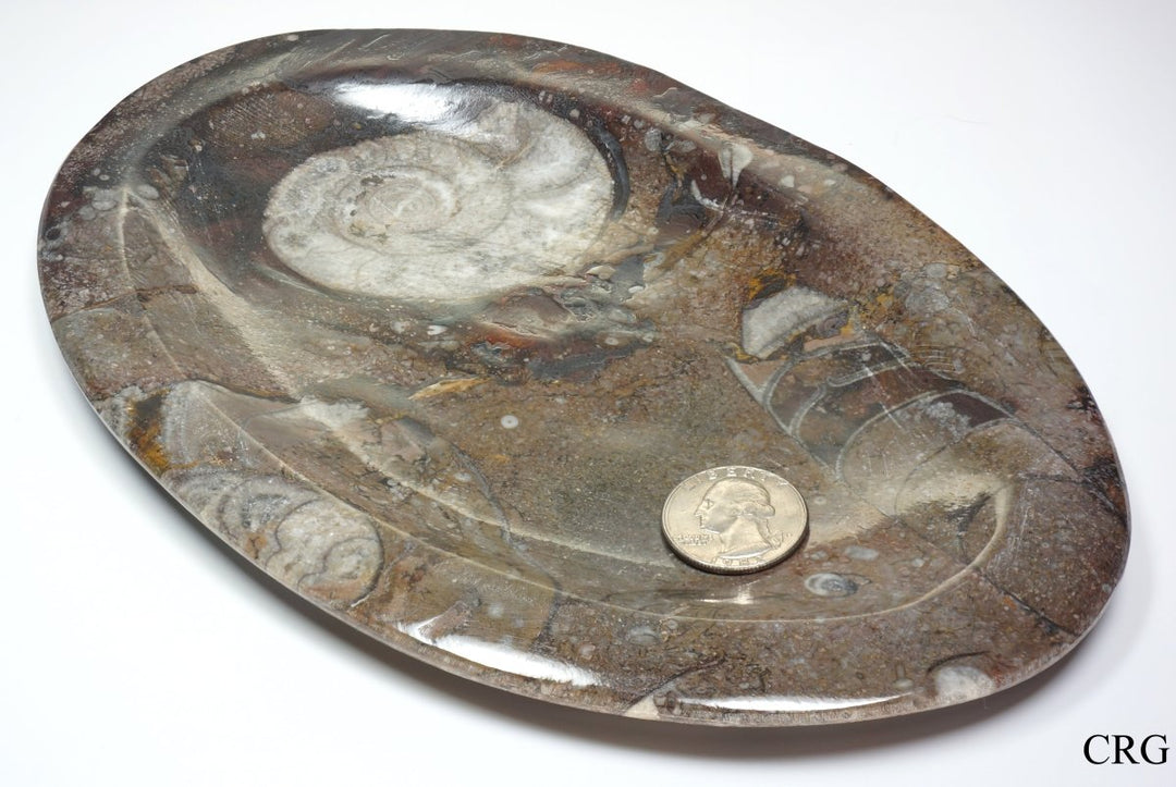 QTY 1 - Ammonite Fossil Plate / 22 cm x 14 cm avg.