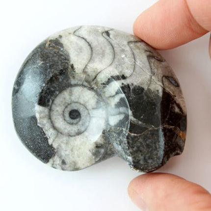 QTY 1 - Goniatite/Ammonite Fossil / 3"-4" Avg