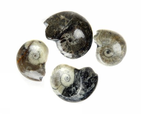 QTY 1 - Goniatite/Ammonite Fossil / 3"-4" Avg - Crystal River Gems