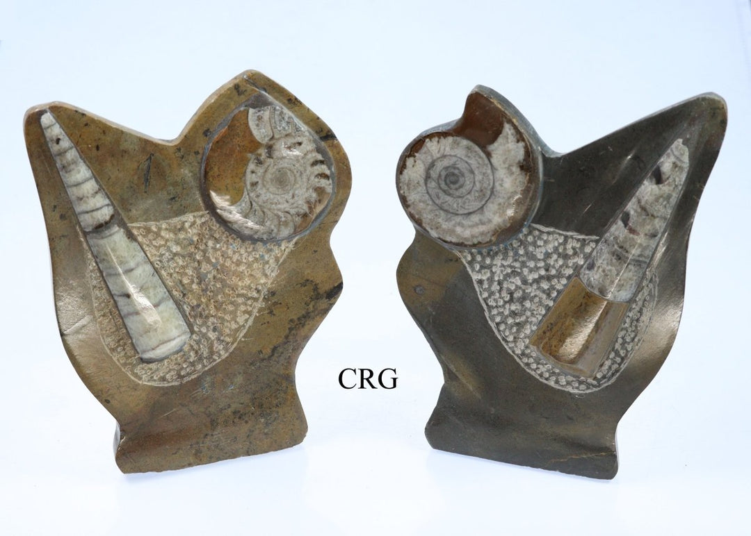 QTY 1 - Orthoceras and Ammonite Fossil Sculpture / 5-6" AVG