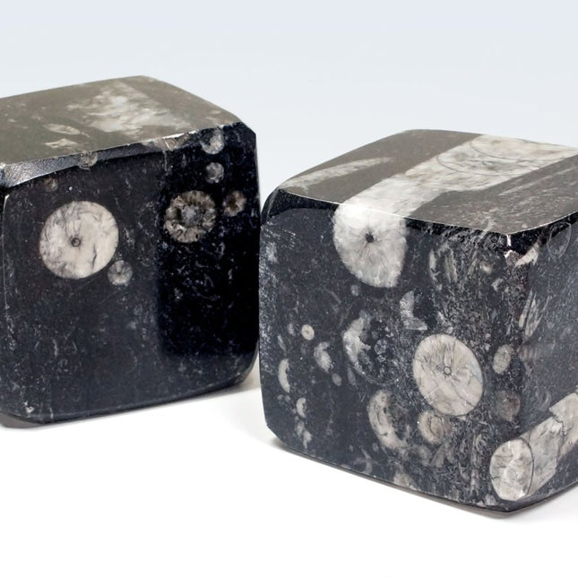 QTY 1 - Orthoceras Fossil Cube 45-55 mm - Crystal River Gems