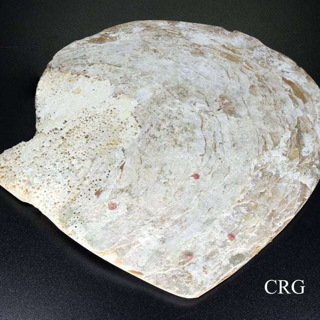 QTY 1 - Polished Mother of Pearl Shell Dish / 4.5-6" AVG - Crystal River Gems