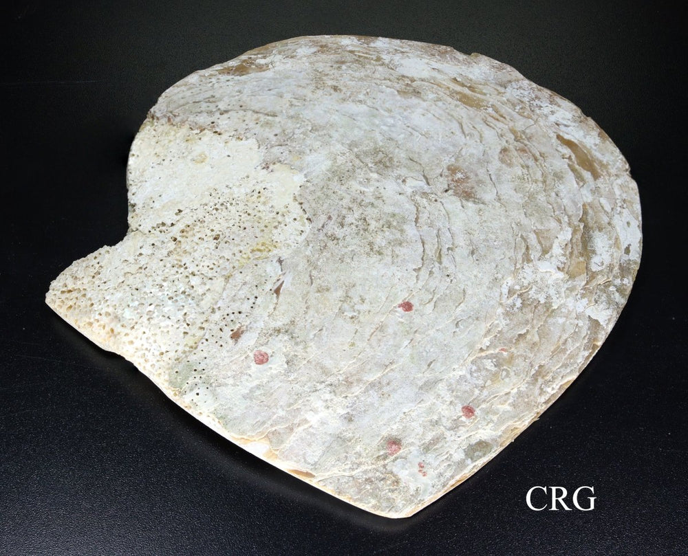 QTY 1 - Polished Mother of Pearl Shell Dish / 4.5 - 6" AVGCrystal River Gems