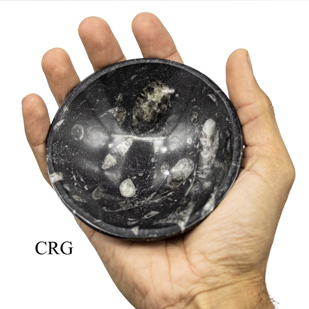 QTY 1 - Small Deep Orthoceras Fossil Bowl / 4.5" x 1"